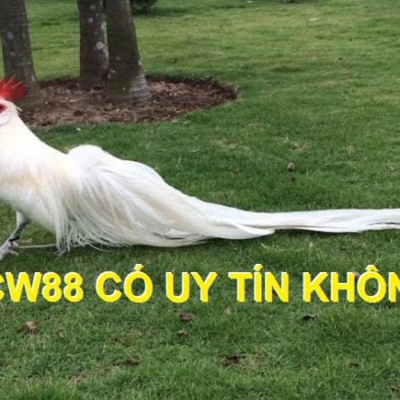 Nhà cái UCW88 có uy tín không để chơi đá gà online